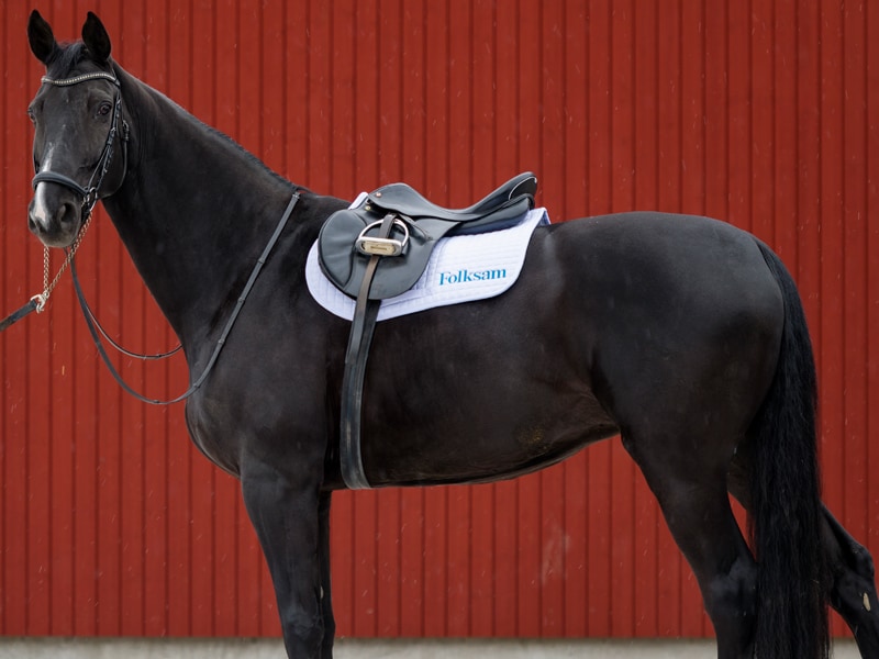 Bucas Max Schabrak - 2
